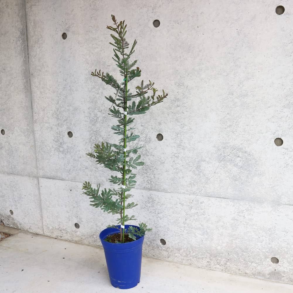 Amazon.co.jp: ITANSE 銀葉ミモザアカシア(アカシア プルプレア